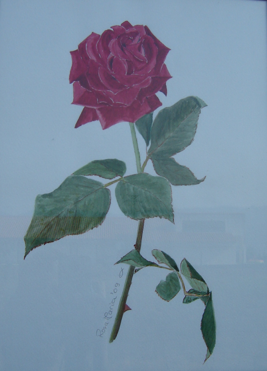 Rosa vermelha (2)
